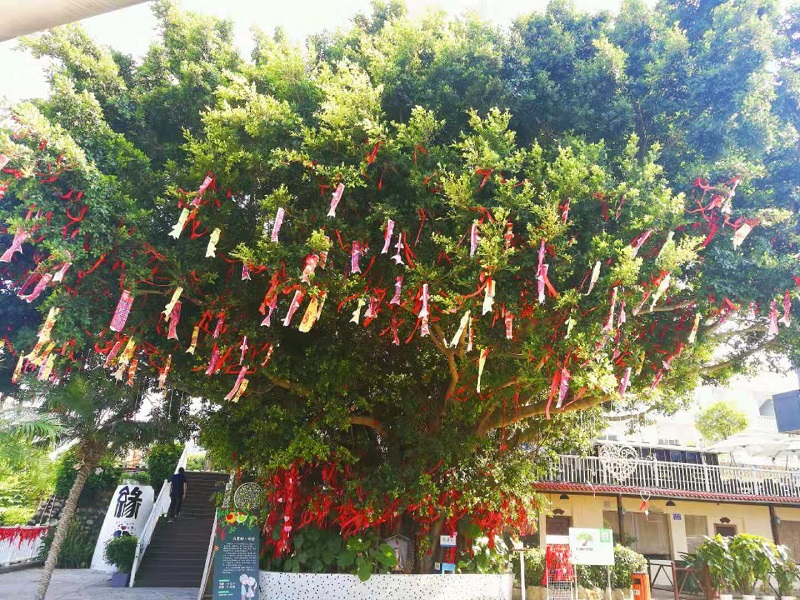 許愿樹(shù).jpg